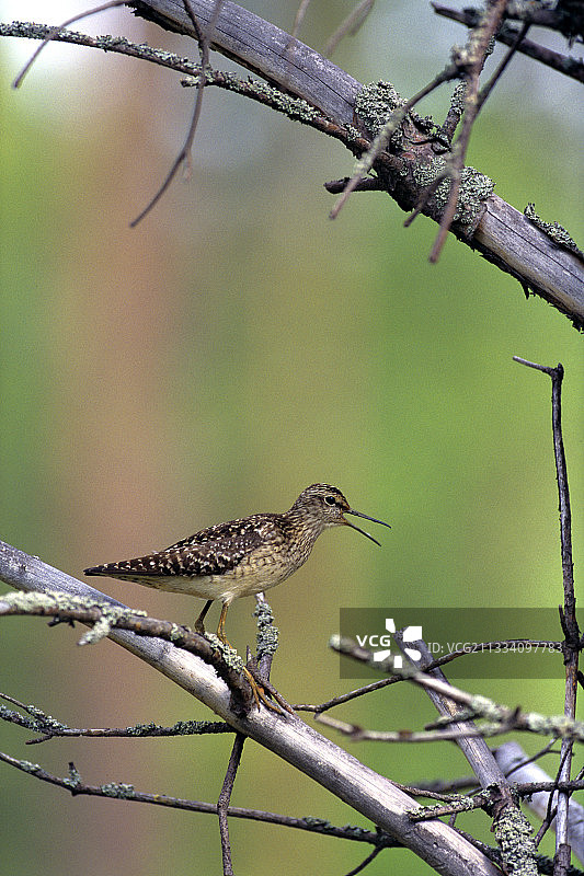 林鹬在芬兰树枝上图片素材