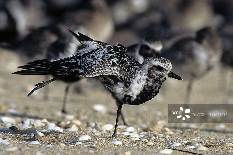 婚后迁移图片素材