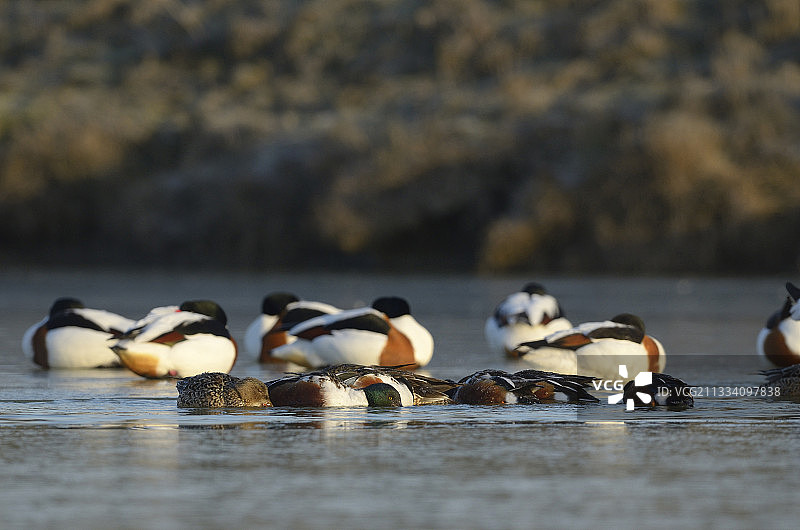 琵嘴鸭和埃及雁，法国布列塔尼图片素材