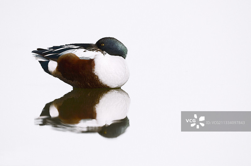 雄性琵嘴鸭在法国布列塔尼沼泽地休息图片素材