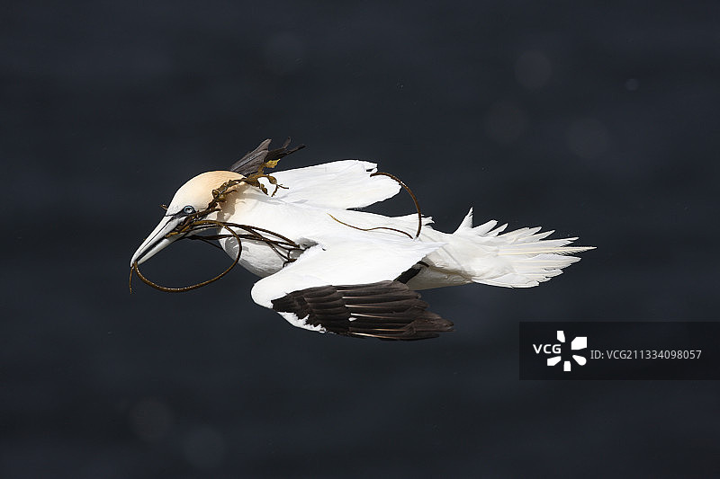 飞行中的北方塘鹅，口含海藻，特鲁普角，苏格兰，英国图片素材