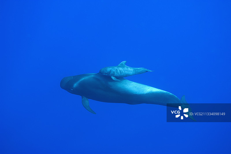 加那利群岛附近的一条非常年幼的领航鲸，依偎在成年鲸鱼旁图片素材