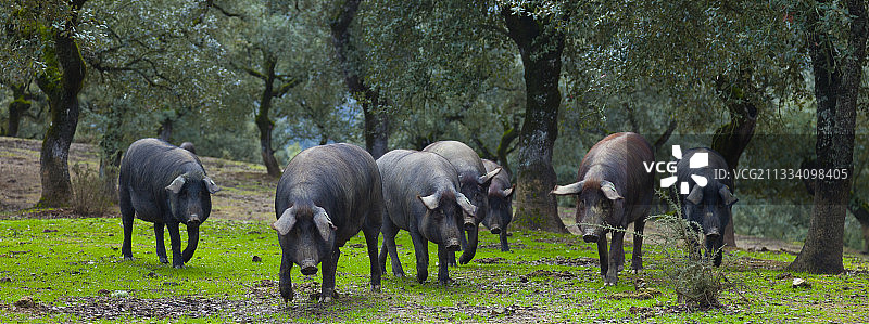西班牙安达卢西亚的伊比利亚猪户外养殖图片素材