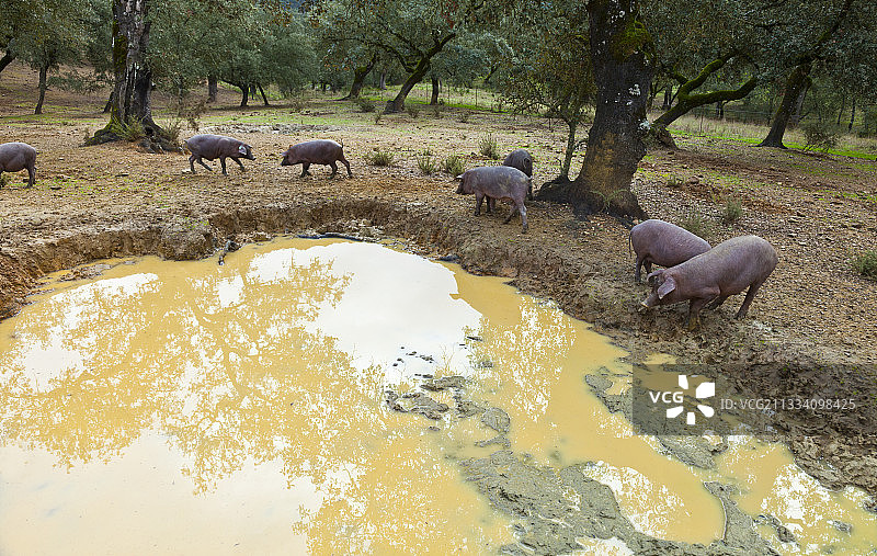 西班牙安达卢西亚的伊比利亚猪户外养殖图片素材