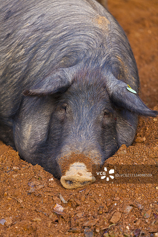 躺在西班牙安达卢西亚土地上的伊比利亚猪图片素材