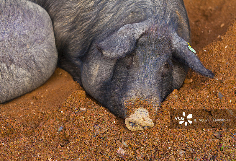 躺在西班牙安达卢西亚土地上的伊比利亚猪图片素材