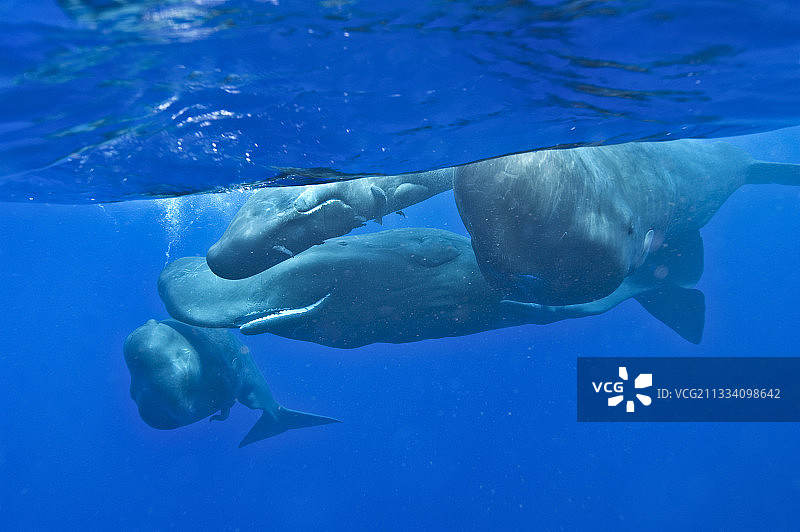 大西洋海域中的鲸鱼群社交活动图片素材