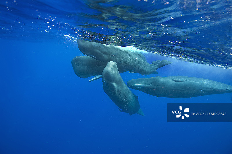 大西洋海域中的鲸鱼群社交活动图片素材