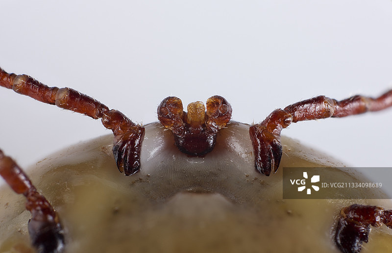 白色背景上的饱胀蜱虫图片素材