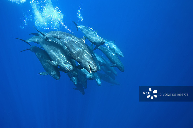一群伪虎鲸在亚速尔群岛游泳图片素材