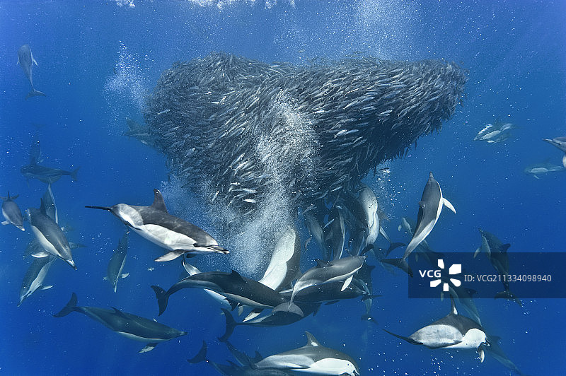 常见海豚捕食蓝色竹荚鱼群图片素材