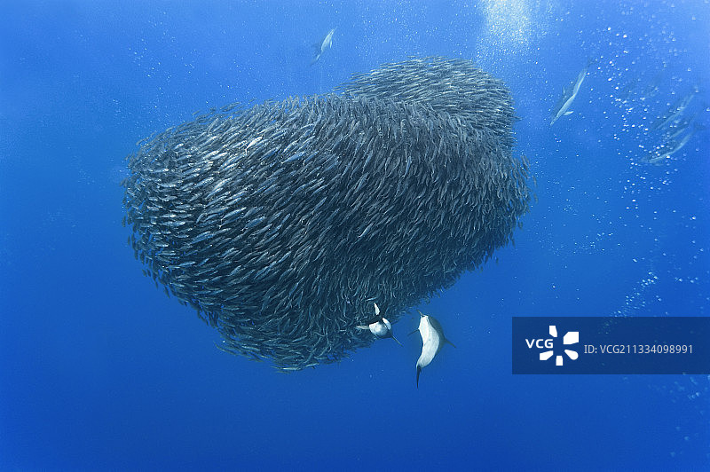 普通海豚捕食蓝色竹荚鱼图片素材