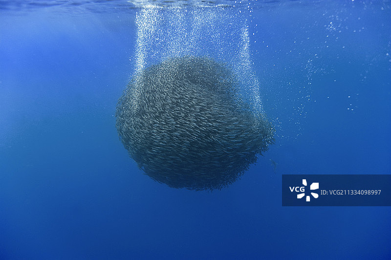亚速尔群岛的蓝点马鲛鱼群图片素材