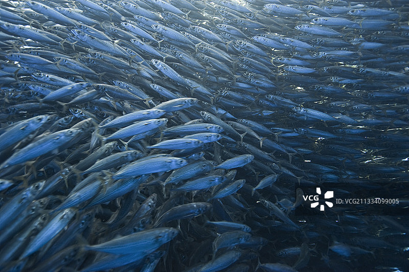 亚速尔群岛的蓝点马鲛鱼群图片素材