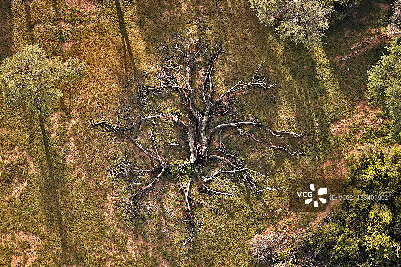 纳米比亚布兰德贝格乌加布河床中的枯死金合欢树图片素材