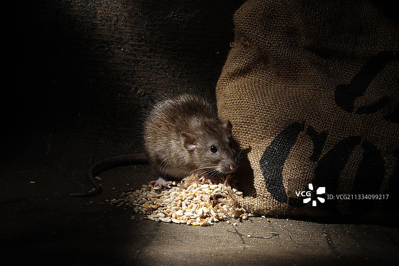 英格兰的棕色老鼠和粮袋图片素材