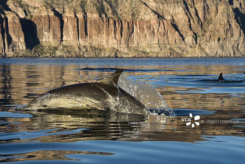黎明光芒中的短吻真海豚图片素材