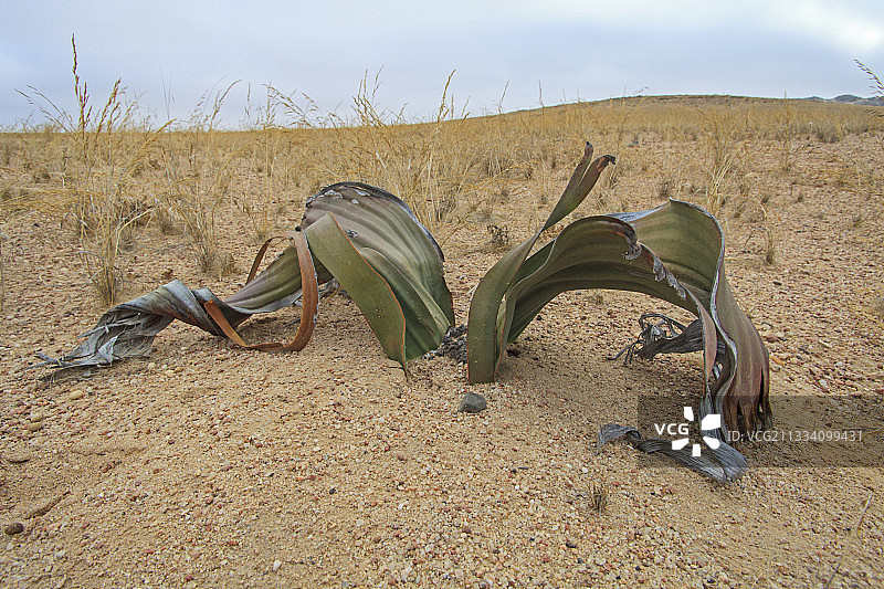 纳米比亚纳米布沙漠的百岁兰图片素材