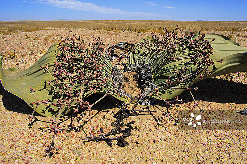 纳米比亚纳米布沙漠中的雌性百岁兰图片素材
