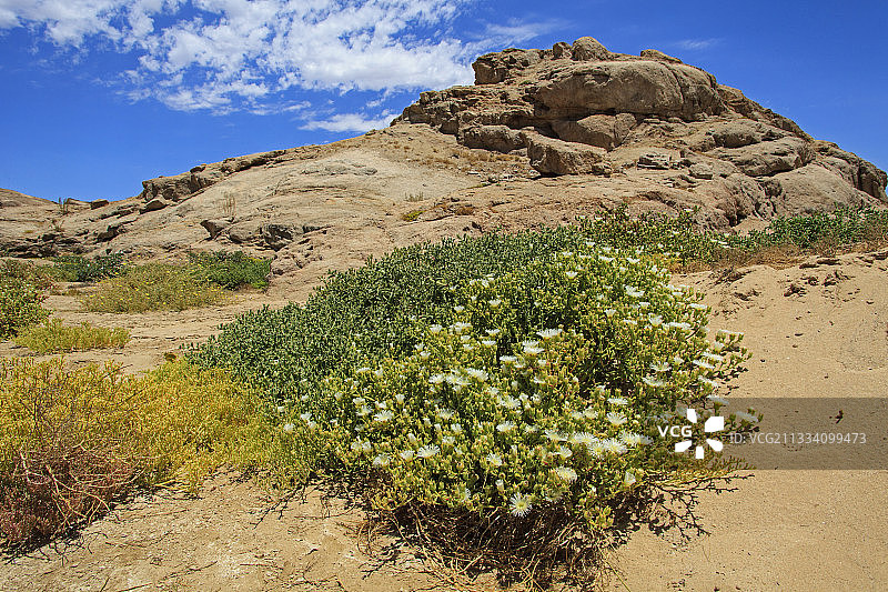 纳米比亚沙漠中盛开的番杏图片素材