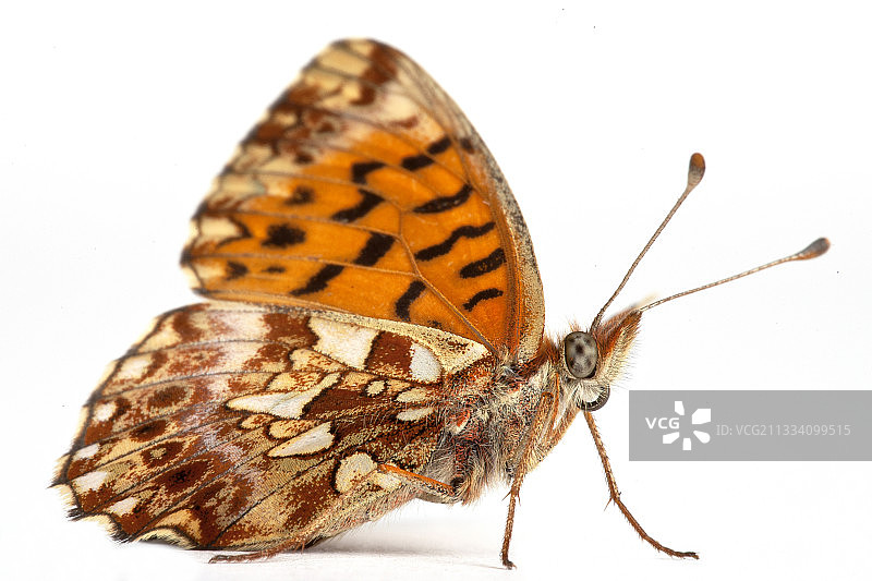 白色背景上的贝母图片素材