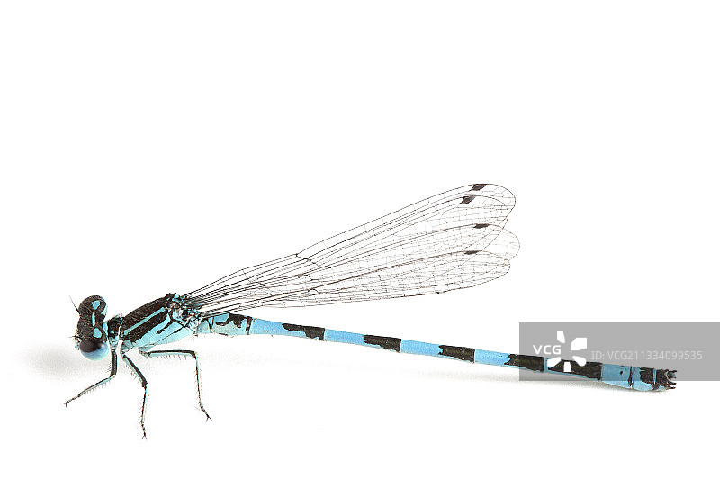 白色背景上的南方豆娘图片素材