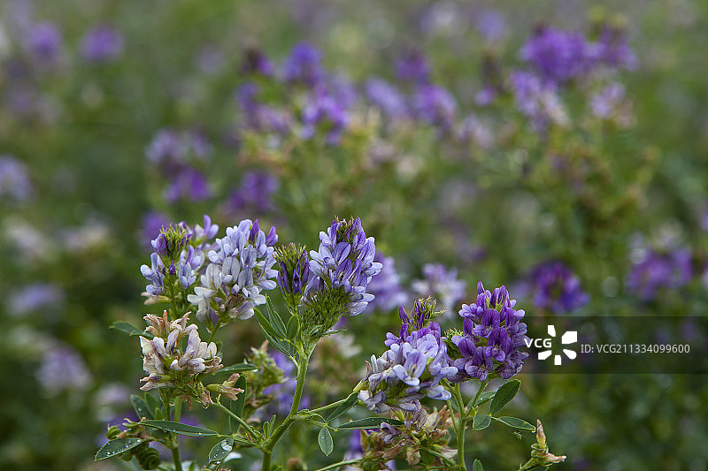 阿尔萨斯苜蓿花图片素材