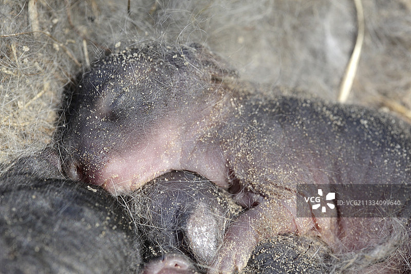 法国的欧洲野兔新生儿图片素材