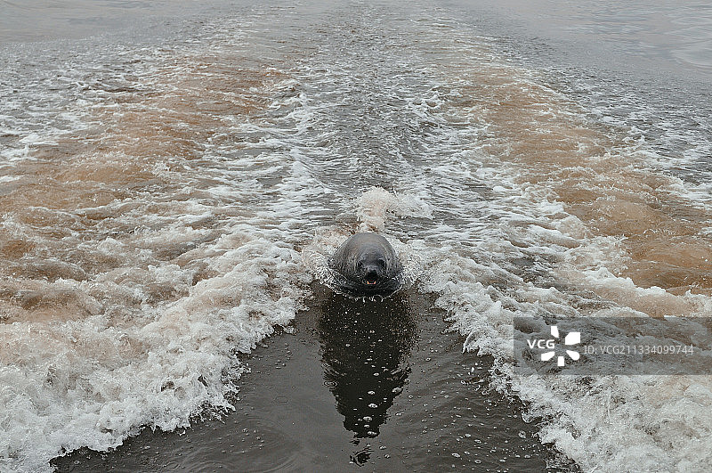 在纳米比亚海浪中嬉戏的海狗图片素材