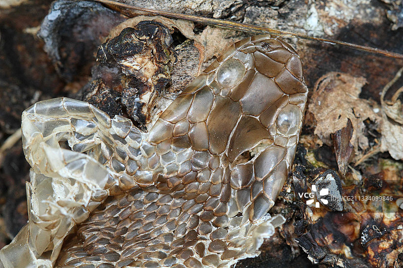 波兰比亚沃韦扎的换羽草蛇图片素材