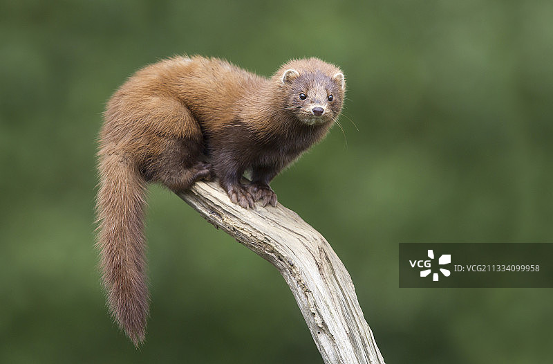 站在树枝上的美洲水貂，英国图片素材
