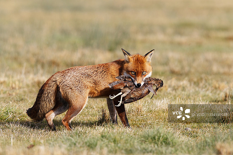 春天嘴里叼着丘鹬的红狐图片素材