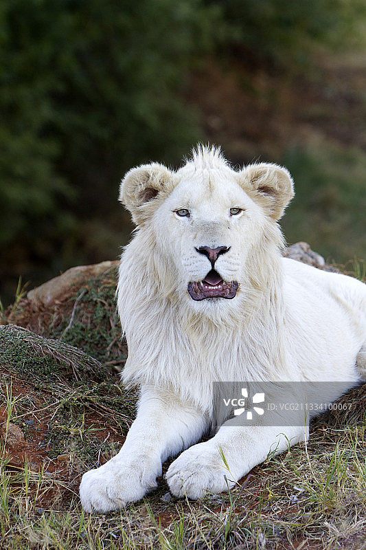 南非布隆方丹的白狮打哈欠图片素材