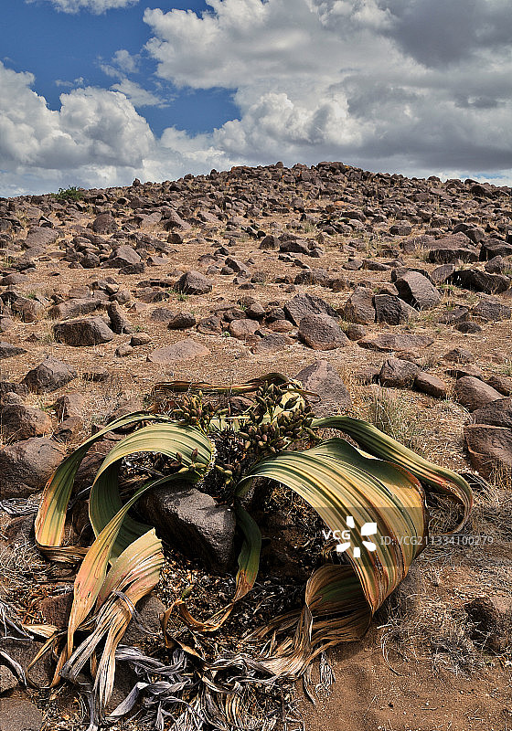 纳米比亚达马拉兰布兰德山 Welwitschia 山块图片素材