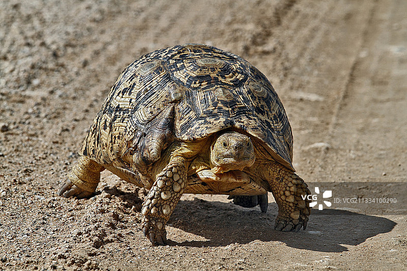 纳米比亚的豹纹陆龟图片素材