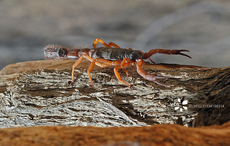 纳米比亚沙漠厚尾蝎图片素材