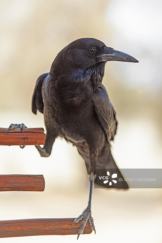 好望角秃鼻乌鸦栖息卡拉哈迪南非图片素材