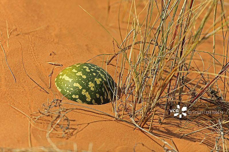 瓜Tsamma在沙地Kgalagadi Kalahari南非图片素材