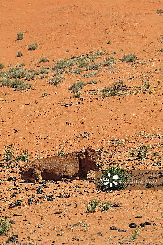 南非卡拉哈里沙丘上的牛图片素材