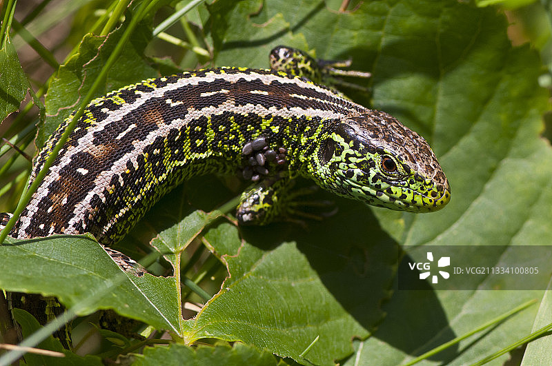 丹麦树叶上的沙蜥图片素材