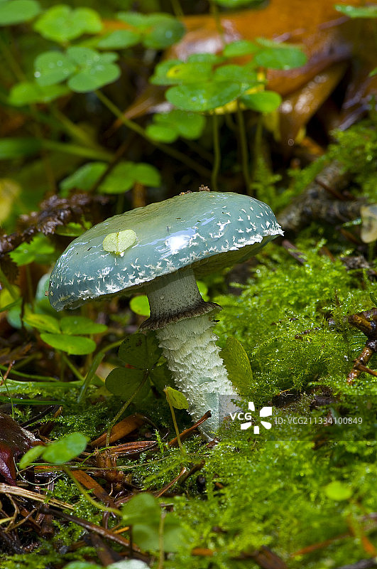 森林地面上的铜锈蘑菇，丹麦图片素材