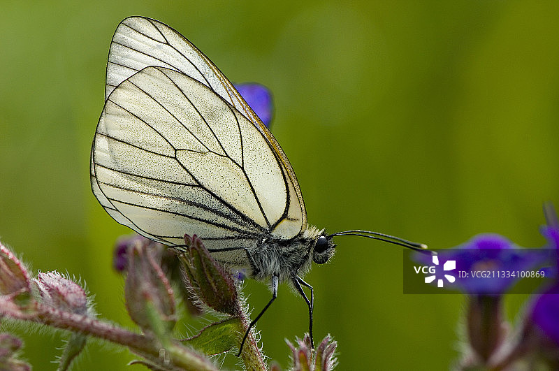 春季丹麦花朵上的黑脉白蝴蝶图片素材