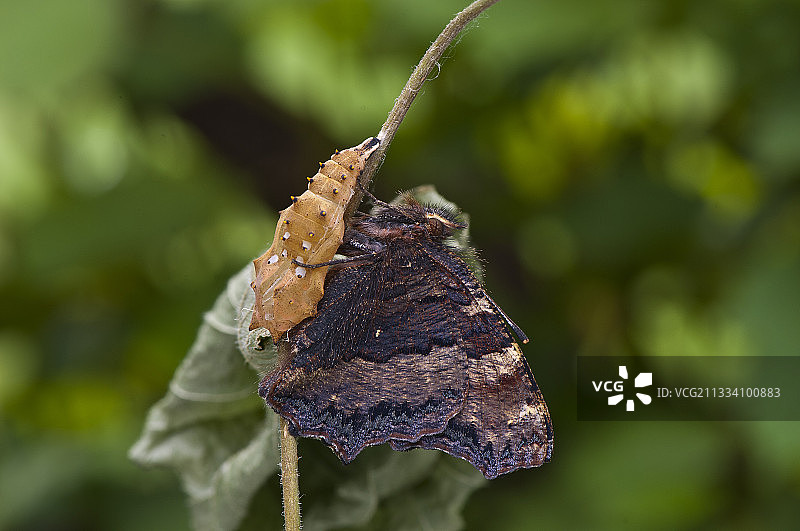 瑞典树枝上的大红蛱蝶成虫和蛹图片素材