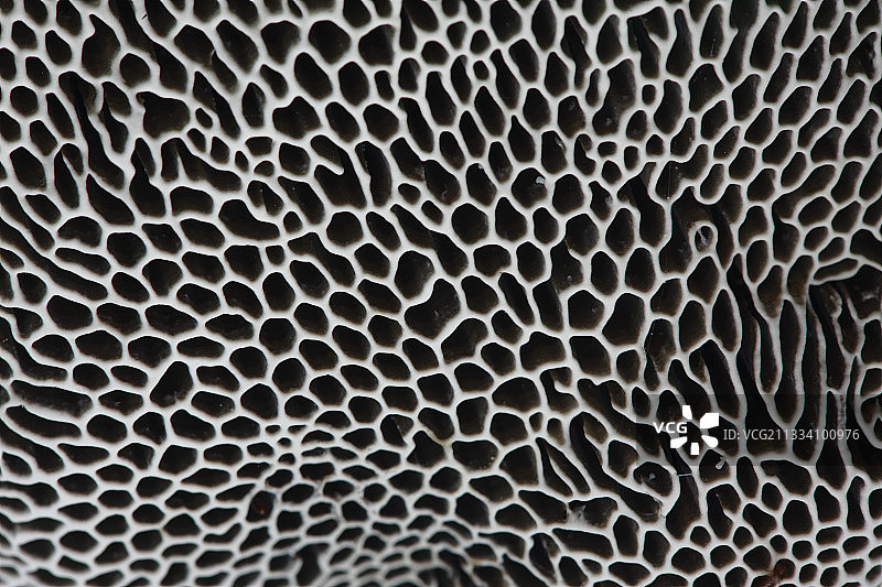 阿尔贝雷斯山比利牛斯山脉多孔菌蜂窝图片素材