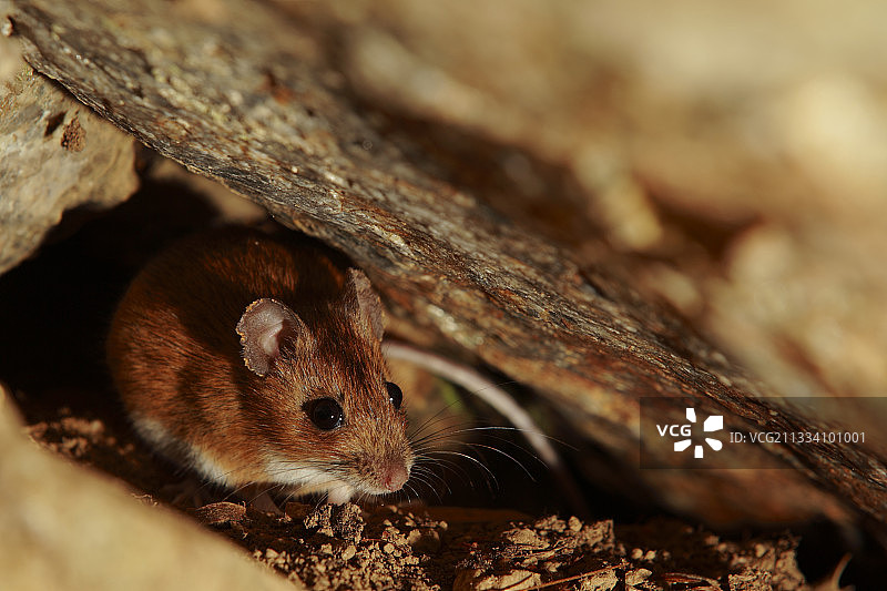 法国比利牛斯山阿尔贝雷斯山区的黄颈田鼠图片素材