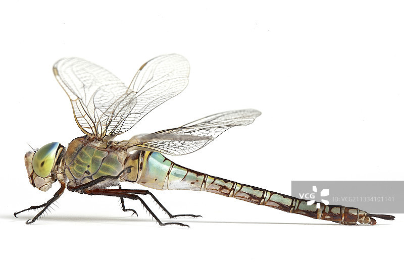 白色背景上的小皇蜻蜓侧面轮廓图片素材