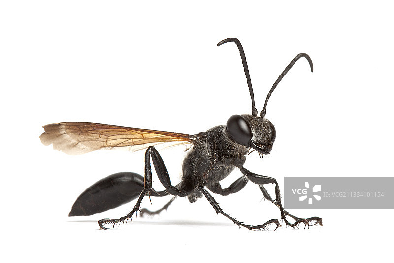 白背景下的食蛛黄蜂图片素材