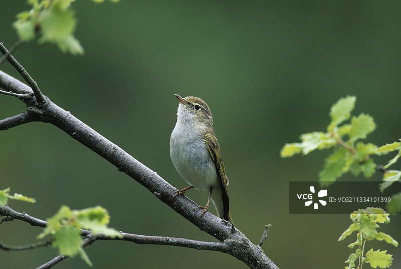 博内利氏鹟莺图片素材