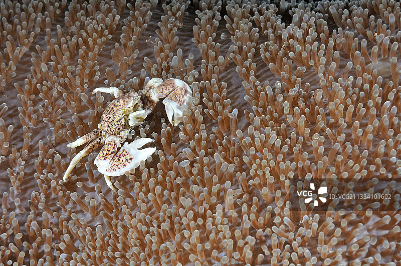 印度尼西亚巴厘岛礁石上的海葵蟹图片素材