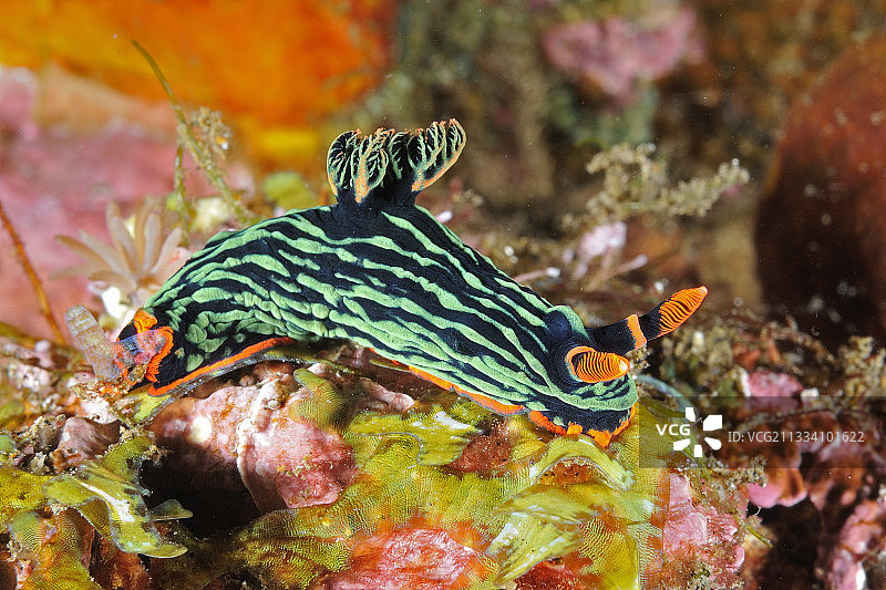 印度尼西亚巴厘岛礁石上的库巴瑞多彩海牛图片素材